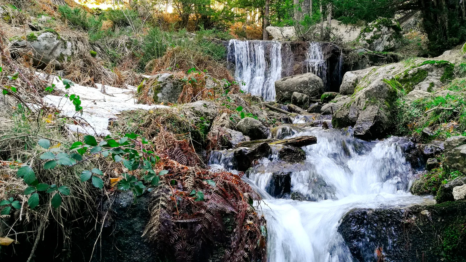 Arroyo bajando entre rocas y helechos en el valle de la Fuenfría, en Cercedilla, con pinar al fondo.