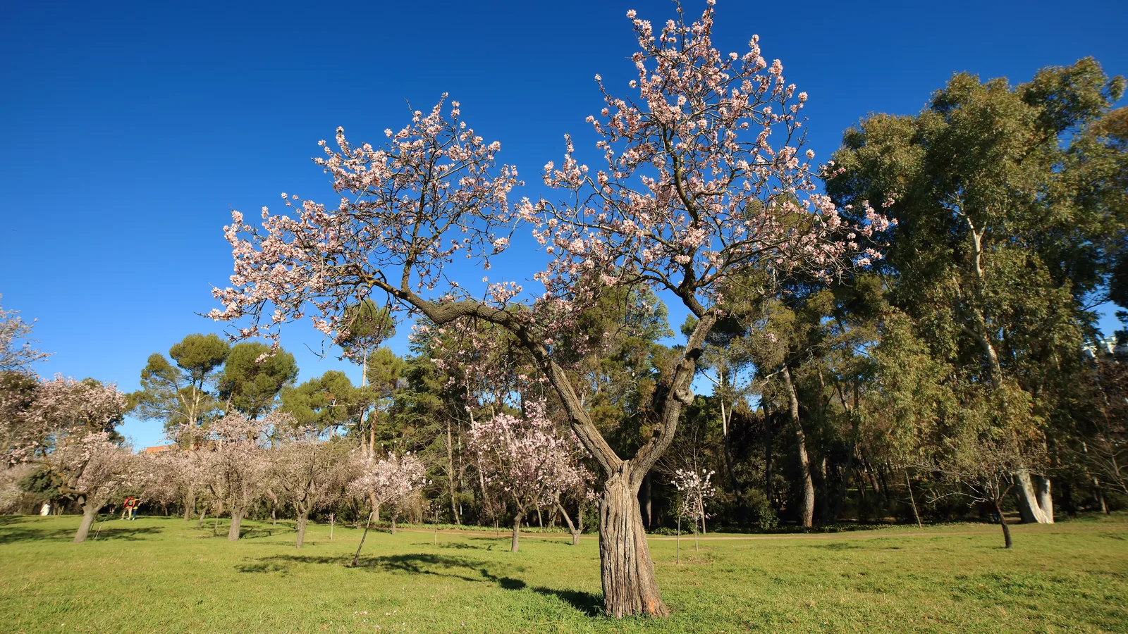 Almendro en flor rosa sobre el césped de la Quinta de los Molinos, en Madrid, con más almendros floridos detrás.