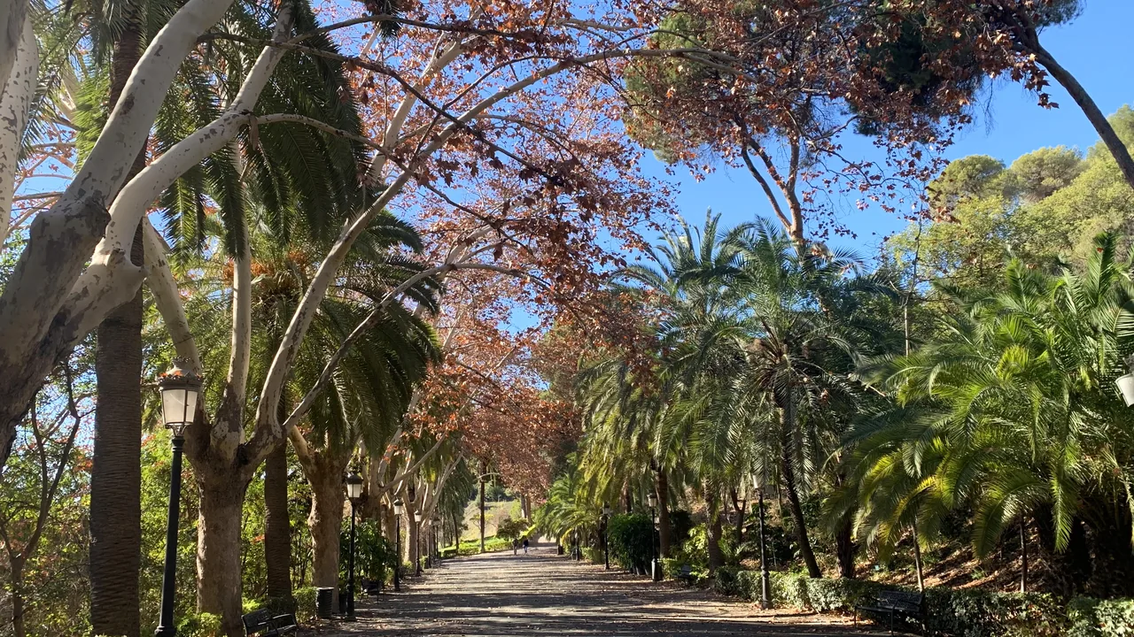 El paseo de palmeras del Jardín Botánico La Concepción, con una figura sola al fondo del camino.