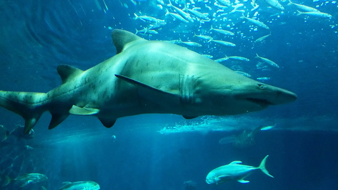 Un tiburón toro cruzando el gran oceanario del Acuario de Sevilla.