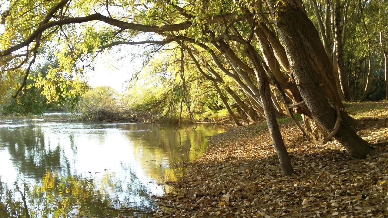 La orilla del Ebro en el Parque del Agua, con los sauces inclinados sobre el río y el suelo cubierto de hojas.